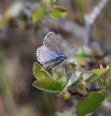Fuca Acmon Blue: Icaricia acmon fuca