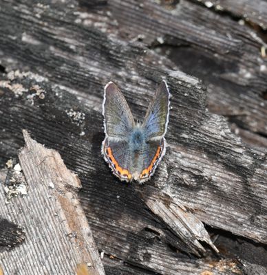 Fuca Acmon Blue: Icaricia acmon fuca