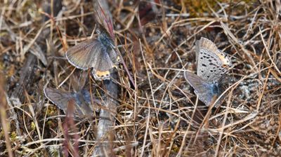 Fuca Acmon Blue: Icaricia acmon fuca
