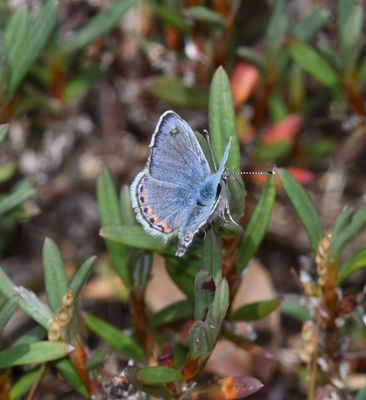 Fuca Acmon Blue: Icaricia acmon fuca