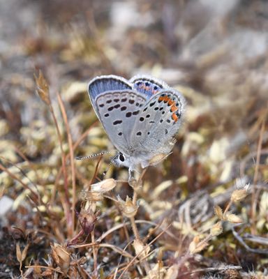 Fuca Acmon Blue: Icaricia acmon fuca
