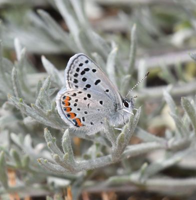 Fuca Acmon Blue: Icaricia acmon fuca