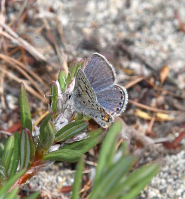 Fuca Acmon Blue: Icaricia acmon fuca