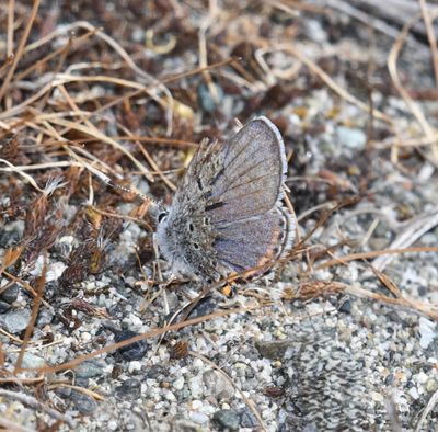 Fuca Acmon Blue: Icaricia acmon fuca