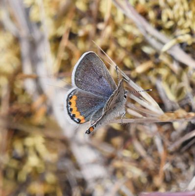 Fuca Acmon Blue: Icaricia acmon fuca