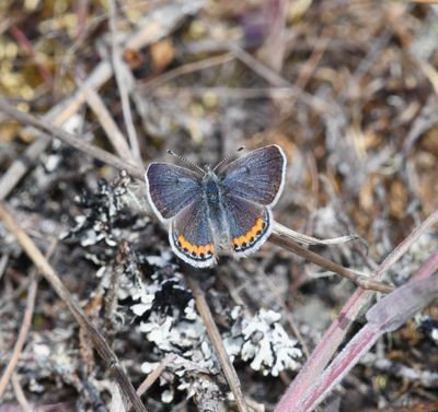 Fuca Acmon Blue: Icaricia acmon fuca