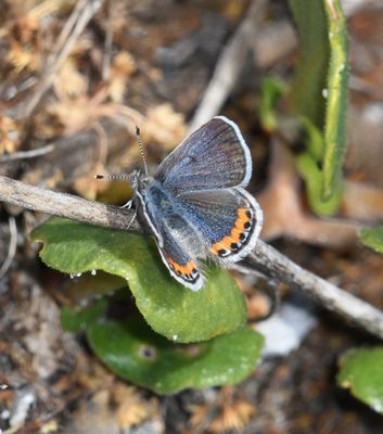 Fuca Acmon Blue: Icaricia acmon fuca