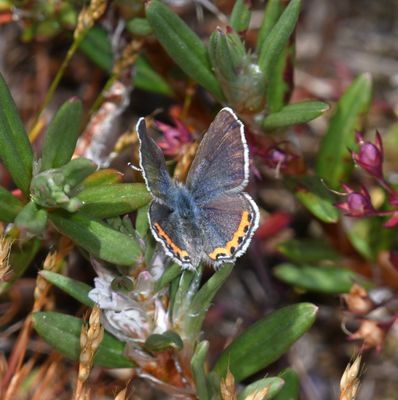 Fuca Acmon Blue: Icaricia acmon fuca