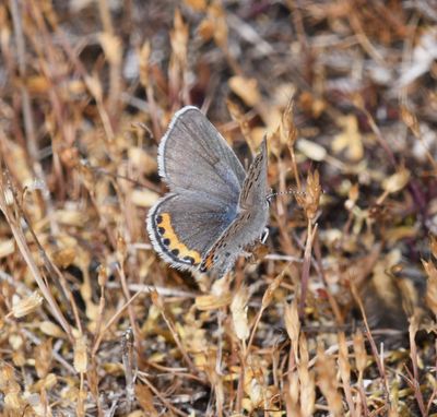 Fuca Acmon Blue: Icaricia acmon fuca
