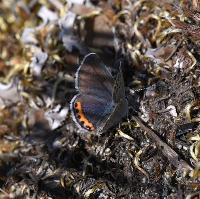 Fuca Acmon Blue: Icaricia acmon fuca