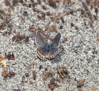 Fuca Acmon Blue: Icaricia acmon fuca