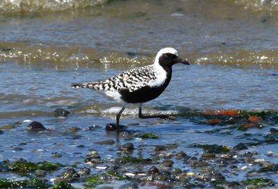 Black-bellied Plover