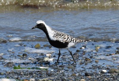 Black-bellied Plover