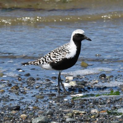 Plover, Black-bellied