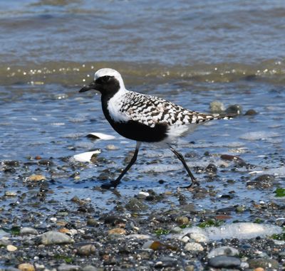 Black-bellied Plover