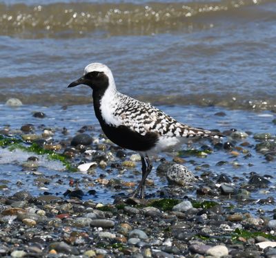 Black-bellied Plover