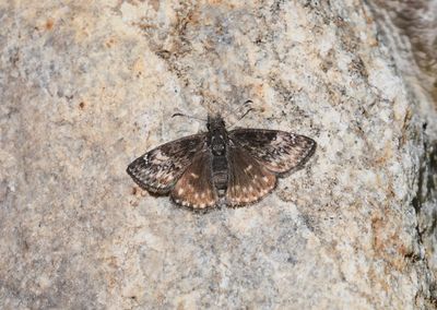 Persius Duskywing: Erynnis persius