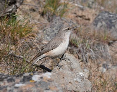 Rock Wren