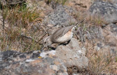 Rock Wren