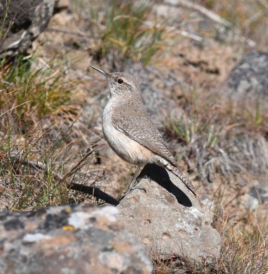 Rock Wren