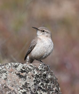 Rock Wren