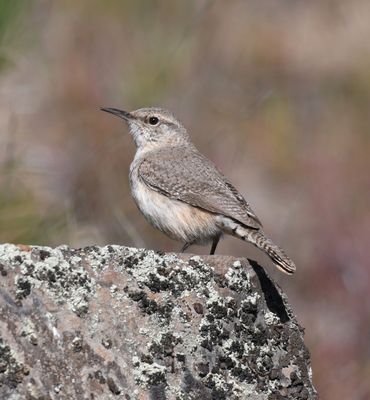 Rock Wren
