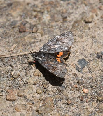 Moth
