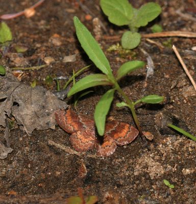 Leptostales rubromarginaria