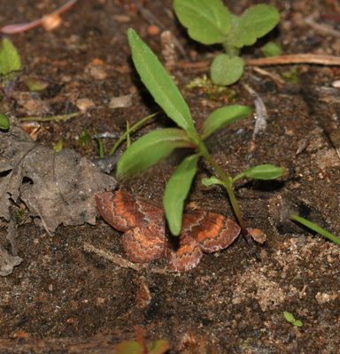 Leptostales rubromarginaria