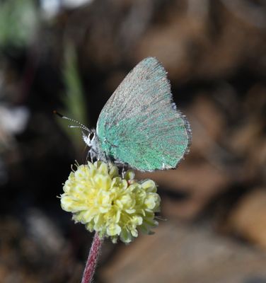 Western Green Elfin: Callophrys affinis
