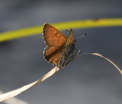 Mariposa Copper: Lycaena mariposa makah