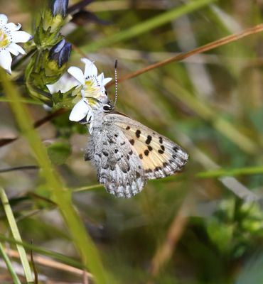 Mariposa Copper: Lycaena mariposa makah