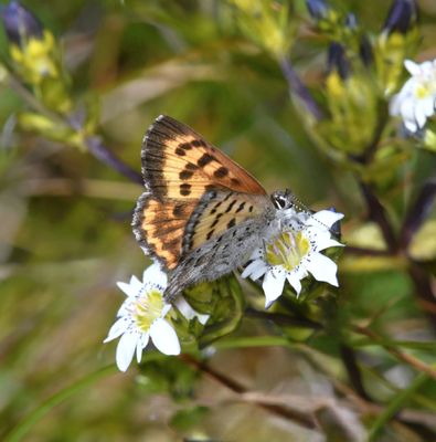 Mariposa Copper: Lycaena mariposa makah
