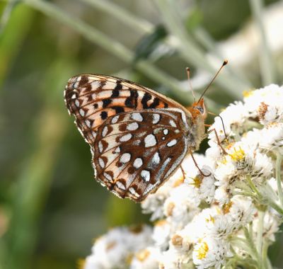 Zerene Fritillary: Speyeria zerene bremnerii