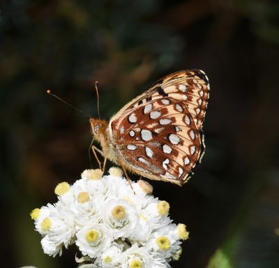 Zerene Fritillary: Speyeria zerene bremnerii