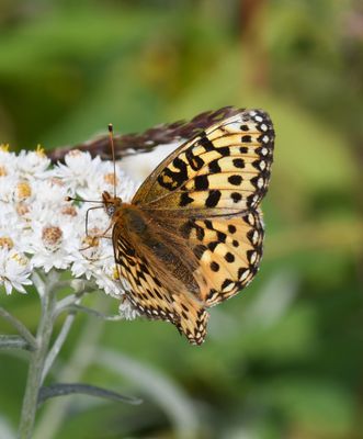 Zerene Fritillary: Speyeria zerene bremnerii