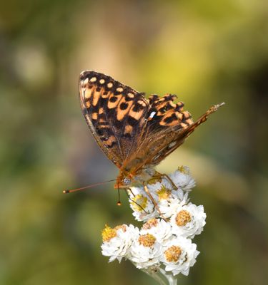 Zerene Fritillary: Speyeria zerene bremnerii
