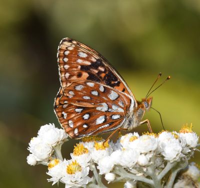 Zerene Fritillary: Speyeria zerene bremnerii