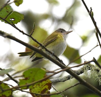 Yellow-green Vireo