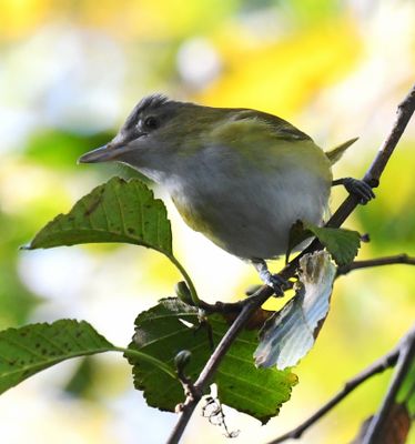 Yellow-green Vireo