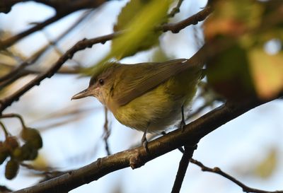 Yellow-green Vireo