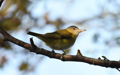 Yellow-green Vireo