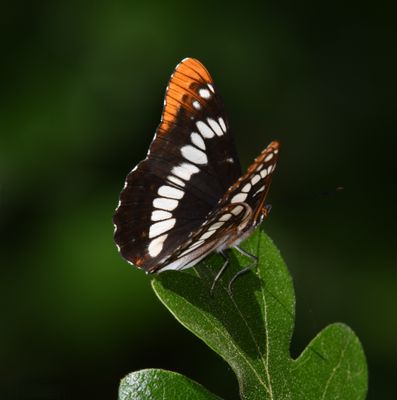 Lorquin's Admiral: Limenitis lorquini