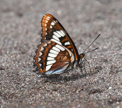 Lorquin's Admiral: Limenitis lorquini