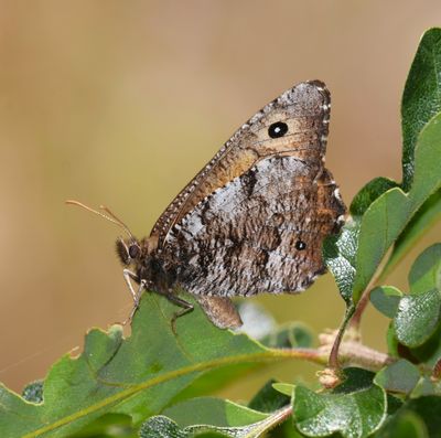 Great Arctic: Oeneis nevadensis
