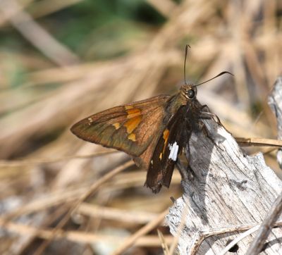 Silver-spotted Skipper: Epargyreus clarus