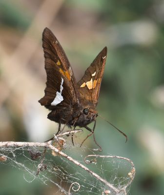 Silver-spotted Skipper: Epargyreus clarus