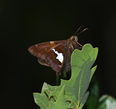 Silver-spotted Skipper: Epargyreus clarus