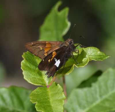Silver-spotted Skipper: Epargyreus clarus