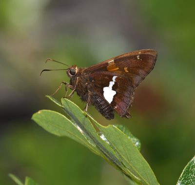 Silver-spotted Skipper: Epargyreus clarus